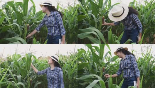 在玉米地里拿着药片和保存数据的女农民高清在线视频素材下载