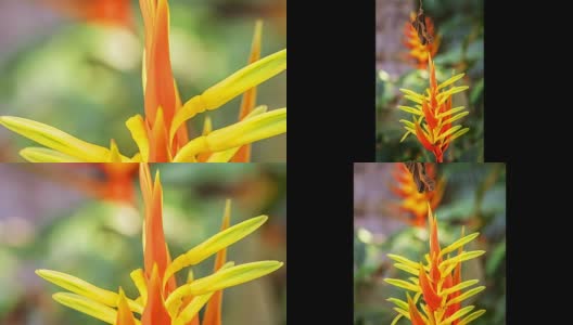 Macro Flower变焦4K高清在线视频素材下载
