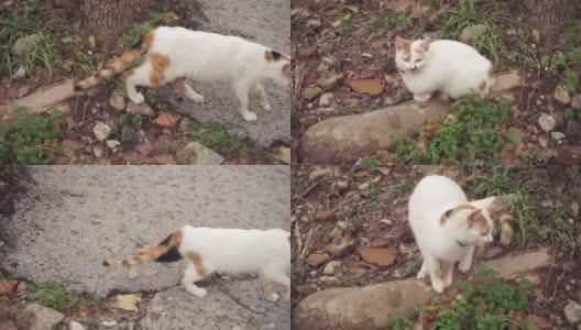 白褐色的猫坐在古老的石头上伸直身子高清在线视频素材下载