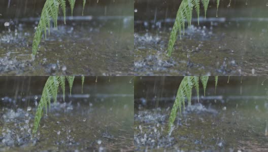 雨水带着葱翠的蕨类植物落在水面上高清在线视频素材下载