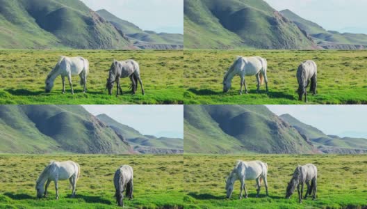 两匹马在草地上吃草高清在线视频素材下载