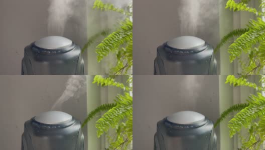 加湿器开始从低功率到高功率工作，然后在灰色墙壁背景的绿蕨附近关闭。家用植物加湿器中的水雾蒸汽。高清在线视频素材下载