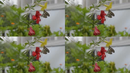 养殖的蝴蝶高清在线视频素材下载