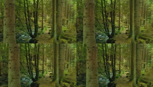 小溪在春天森林多莉拍摄(4K/超高清高清)高清在线视频素材下载