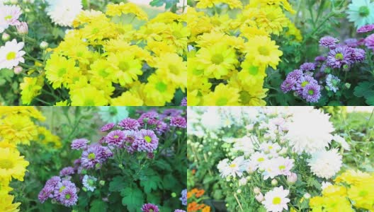 高清平移:花园中多色花朵。高清在线视频素材下载