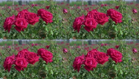 食用玫瑰近照高清在线视频素材下载
