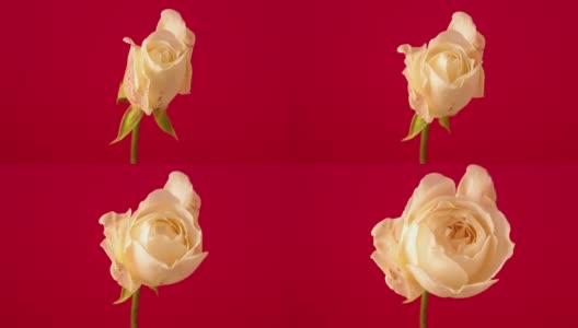 白色的玫瑰绽放在红色的背景上，这是一段延时4k视频。高清在线视频素材下载