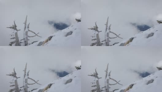 雪山上冰冻的死树高清在线视频素材下载