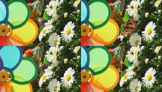 彩色的风车与雏菊和蝴蝶高清在线视频素材下载