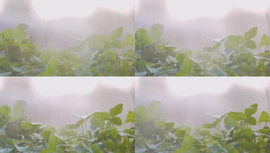 绿苗在雨中高清在线视频素材下载