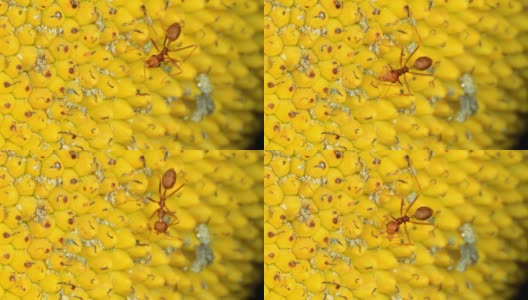 水果上的红蚂蚁高清在线视频素材下载