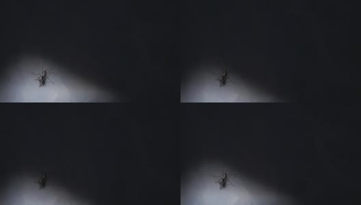 蚊子的影子高清在线视频素材下载