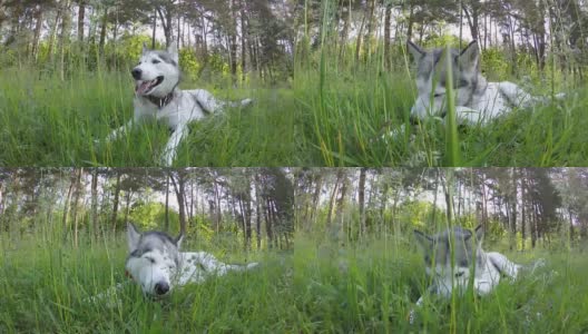 西伯利亚哈士奇躺在高高的草丛中。高清在线视频素材下载