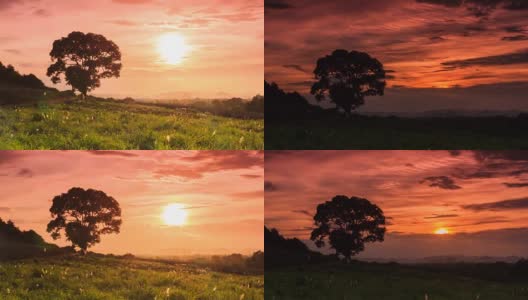 日落背景上的大树的时间流逝高清在线视频素材下载
