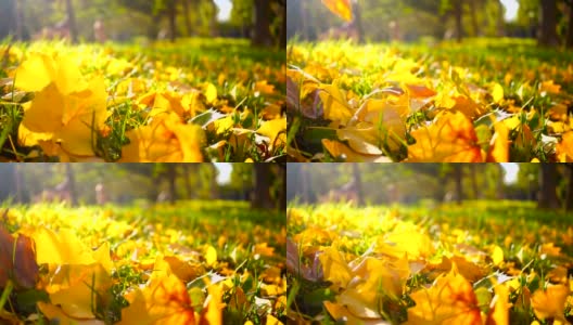 秋叶飘落在地上高清在线视频素材下载