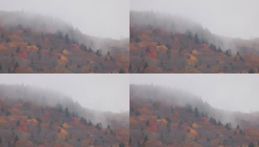 多色北方森林在秋天被雾包围在一个多云的雨天，魁北克，加拿大高清在线视频素材下载