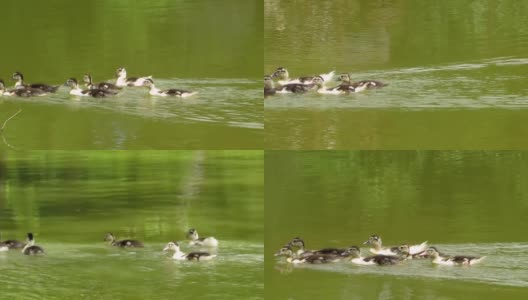 河边的野鸭(moschata Cairina)。高清在线视频素材下载