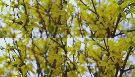 大灌木的小黄花随风在美丽的花园里摇曳。高清在线视频素材下载