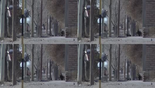 阿根廷，黑鬼省，圣安东尼奥奥斯特市，街上一个垃圾桶附近的狗。高清在线视频素材下载