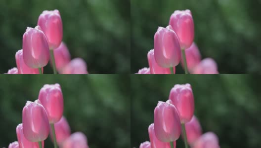 粉红色的郁金香在阳光下高清在线视频素材下载