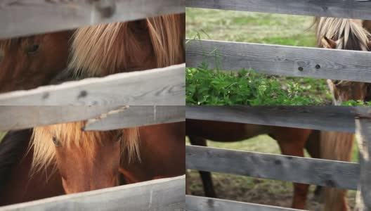 马围栏全高清1080p高清在线视频素材下载