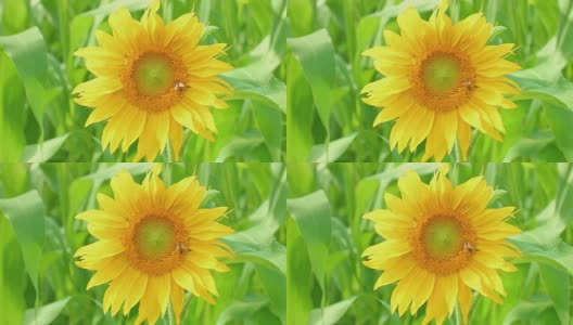 夏日阳光下的向日葵高清在线视频素材下载