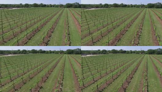 高对角线无人机飞越葡萄园空中葡萄酒市场或农场市场在奥斯汀德克萨斯州高清在线视频素材下载