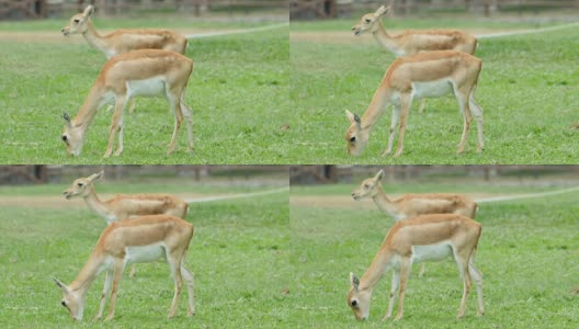 鹿吃草，4K(超高清)高清在线视频素材下载
