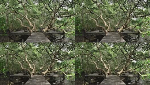 泰国罗勇的一大片红树林高清在线视频素材下载