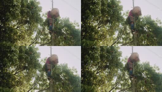 亚洲农民工人在收割新鲜的热带水果成熟的红色荔枝挂在树上与篮子在泰国种植园花园高清在线视频素材下载