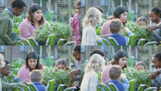 在社区花园教孩子们植物的妇女高清在线视频素材下载