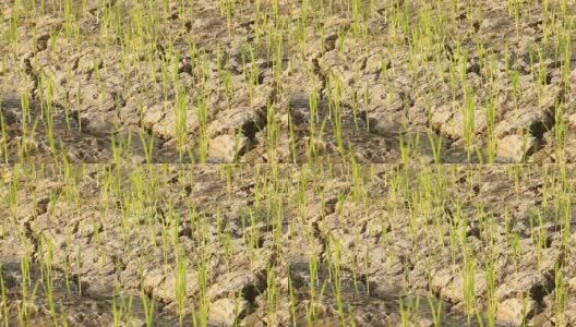 干旱土壤上的水稻幼树高清在线视频素材下载