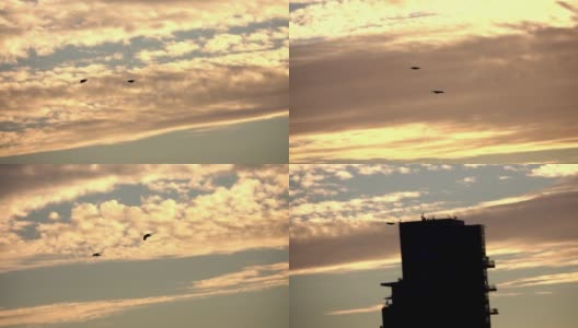 鸟儿在耶路撒冷多云的日落天空中飞翔高清在线视频素材下载
