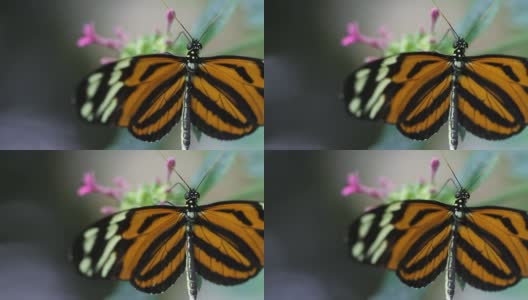黄蝴蝶高清1080p高清在线视频素材下载