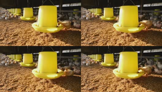 养鸡场高清在线视频素材下载