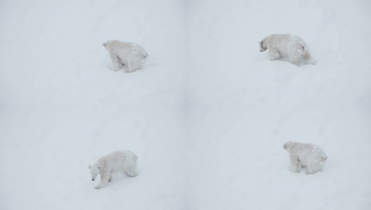 雪中的小熊高清在线视频素材下载