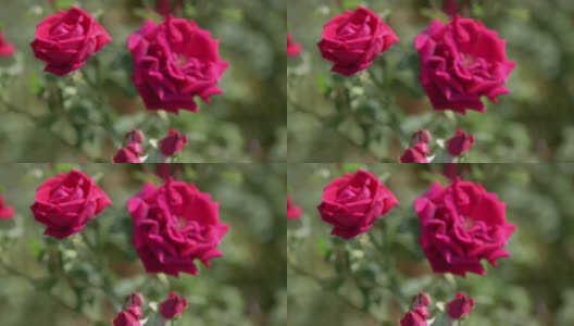 食用玫瑰近照高清在线视频素材下载