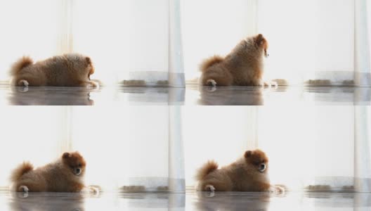 博美犬是可爱的宠物高清在线视频素材下载