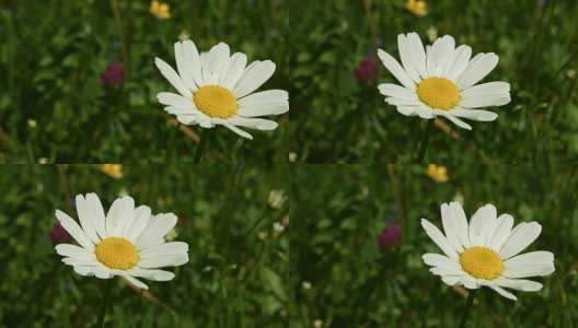 Macro Dolly:春天草地上的雏菊高清在线视频素材下载