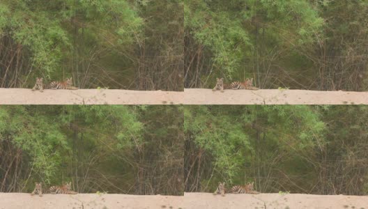 在印度中央邦的班德哈瓦加国家公园或老虎保护区，两只野生的皇家孟加拉虎幼崽在自然的绿色背景下等待它们的母亲高清在线视频素材下载