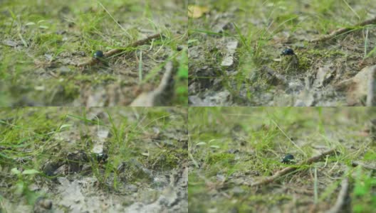 一只甲虫在草地上行走的4K电影镜头。高清在线视频素材下载