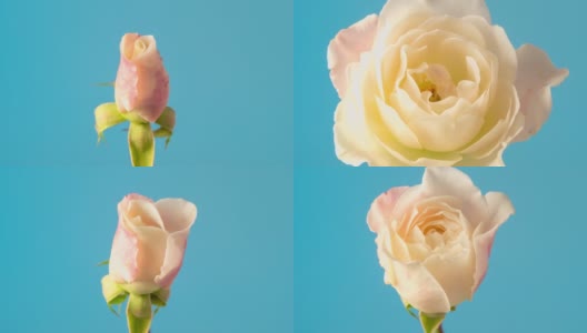 白色的玫瑰绽放在蓝色的背景，延时4k视频。高清在线视频素材下载