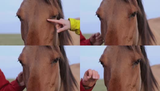一只人类的手从一匹棕色马的嘴中拂去虫子。近距离高清在线视频素材下载
