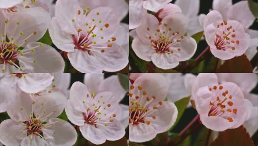 日本樱花盛开HD高清在线视频素材下载