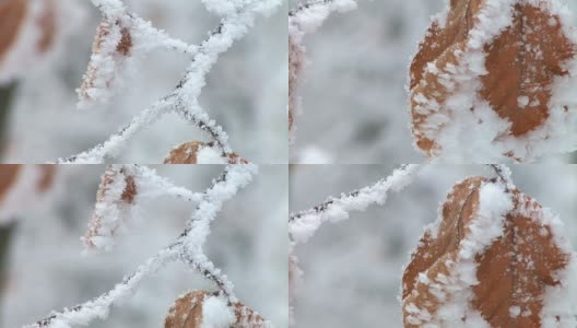 树枝和树叶都结了霜高清在线视频素材下载