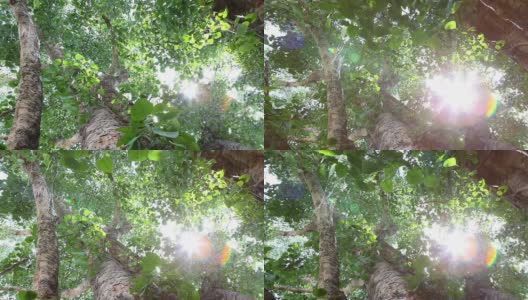 绿油油的森林里有阳光，多莉拍摄高清在线视频素材下载