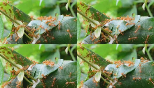 筑巢的红蚂蚁高清在线视频素材下载