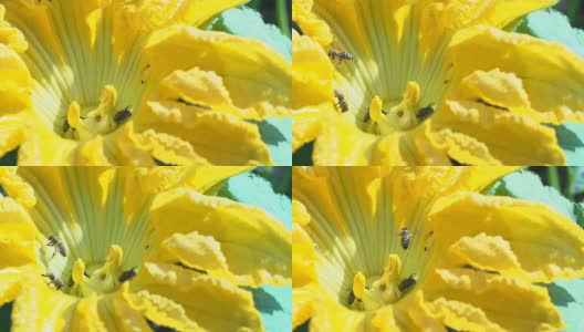 采花粉的蜜蜂高清在线视频素材下载
