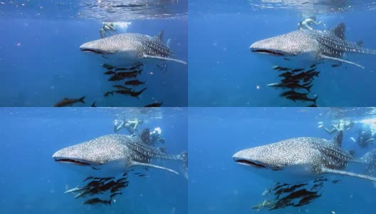 濒临绝种的远洋鲸鲨(犀牛类)与军曹鱼和人类一起游泳。这是动物原始本能行为的完美展示。一种共生关系确保了它们作为一个物种的成功和生存。高清在线视频素材下载