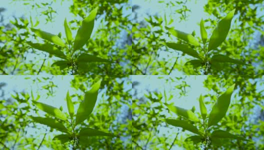 绿色的树叶高清在线视频素材下载